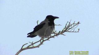 KRÅKA Hooded Crow Corvus cornix Klipp  535 S  9 [upl. by Aicinod]