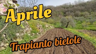 orto ad aprile  trapianto bietole [upl. by Dusza643]