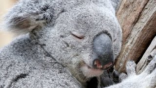 How Long Do Koalas Really Sleep In A Day [upl. by Anerul]