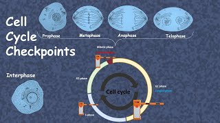 cell cycle checkpoint advanced [upl. by Yovonnda]