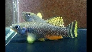 Killifish  Aphanius dispar  How to Hatch amp Breed Arabian Killifish eggs [upl. by Rawlinson]