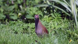 Corncrake May 18 [upl. by Wessling]