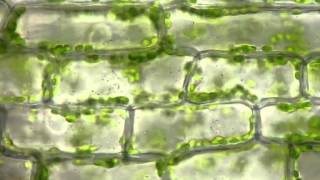 Cyclosis of chloroplasts in Elodea canadensis [upl. by Quintie]