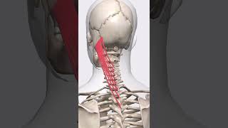 “Splenius capitis muscle tension lines” [upl. by Omiseno]