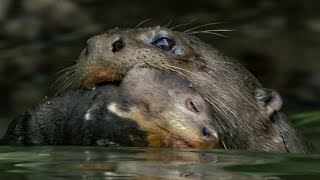 Baby Otter Cubs Learn to Swim  BBC Earth [upl. by Legyn220]