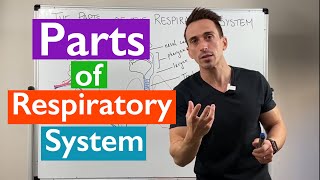 Parts of the Respiratory System  Overview [upl. by Gnirol]