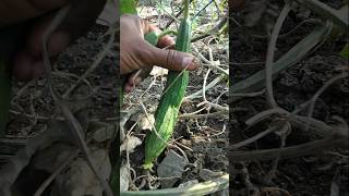 Harvesting Fresh ridge gourd nature farming ridgegourd shorts [upl. by Nonnerb]