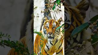 How Animals See The Tiger’s ColorOrangetiger shorts [upl. by Ibbob612]