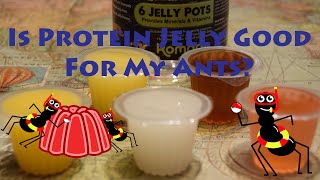 Feeding Queen Ants Protein Jelly [upl. by Shepp78]