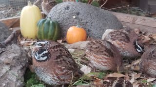 Bobwhite Quail 🌾🐦 [upl. by Tnerb]