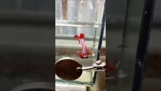 Betta Fish Red SakuraBettafish fishingvideo fish aquatics [upl. by Muscolo]