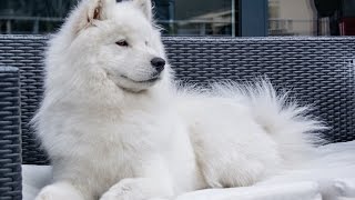 cute samoyed dog howling [upl. by Oremodlab]