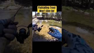 Fishtailing Trout Won’t Give Up fishing trout troutfishing streamfishing [upl. by Aiekal]