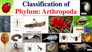 Arthropoda classification  Classification of Arthropoda Classification of Phylum ArthropodaPart 2 [upl. by Arraic]