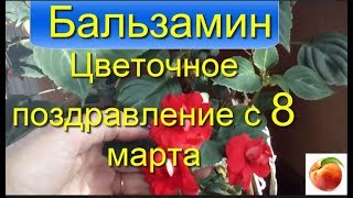 Бальзамин Выращивание Уход Impatiens Разведение Ванька мокрый недотрога цветы в саду [upl. by Ahsuas706]