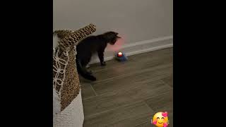 Cat toys are so fun Revan enjoying [upl. by Einahpets]