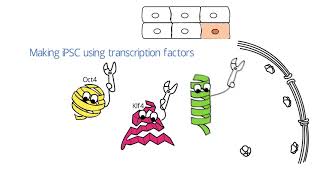 Induced Pluripotent Stem Cell iPSC [upl. by Ecyrb]