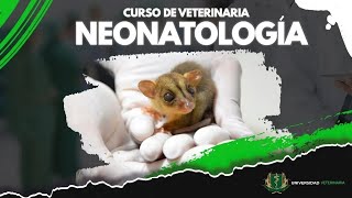 NEONATOLOGÍA EN LA VETERINARIA  CLASE 04 [upl. by Areek]