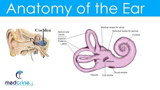 Anatomy and Physiology of the Ear [upl. by Bartlett]