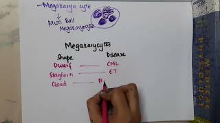 megakaryocytes shape  Hematology [upl. by Cote]