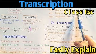 Transcription Process  Gene Expression  From DNA To mRNA  Class 12 Biology [upl. by Einneb]