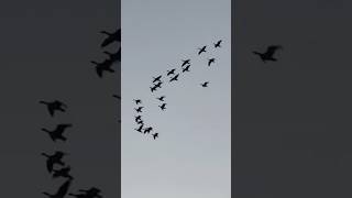 Pink Footed Geese Roosting birds avian nature [upl. by Ydde]