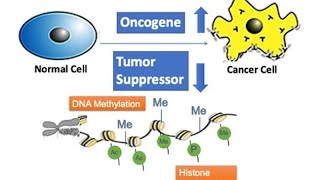 tumor suppressor gene and proto oncogene [upl. by Enal]