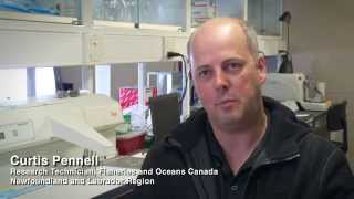 Aquaculture Research Tracking released farmed salmon [upl. by Soo]