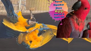 Eclectus Parrot Singing Birds  Parrot Dipankar Pets Birds care Store [upl. by Armando]