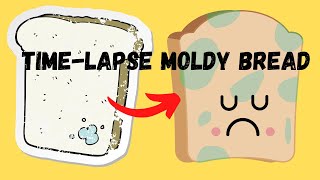 Time  lapse of Mold Growing on Bread [upl. by Asert]