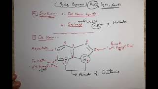 Purine and Pyrimidine Metabolism [upl. by Annis]