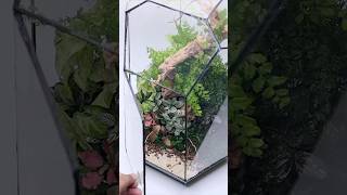 Growing plants from cuttings in closed terrariums [upl. by Avika]