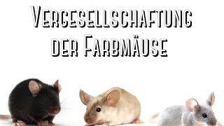 Farbmaus Vergesellschaftung [upl. by Ara669]