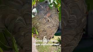 Spray foam vs hornet nest hornet hornetnest sprayfoam yellowjackets waspnest [upl. by Carol-Jean]