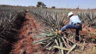 Making tequila harvesting a blue agave plant in Mexico [upl. by Addi893]