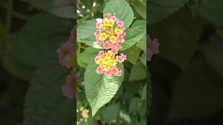 Lantana camara lantanacamara nature shortvideo reels flowers shorts garden [upl. by Yruy]