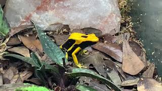 Houston Frogs All About Dendrobates Tinctorius Matecho Dart Frogs [upl. by Acemat]