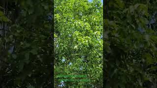 Árbol de mamoncillo quenepas como se le conoce en Puerto Rico Melicoccus bijugatus pronto florece [upl. by Nnitsuj]