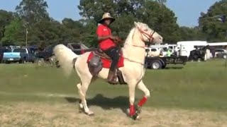 Best Looking Colt or Filly Competition at East Ogden Arkansas Trail Ride [upl. by Tallia]