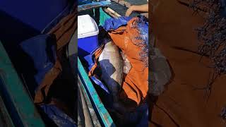 Grabe😱 Ngayon lang ako nakakita ng Ganito kalaking Isda na Giliw Giliw fishing viralvideo [upl. by Anayhd194]