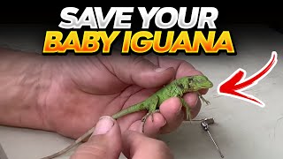 Don’t let them die How to save your baby and hatchling iguanas [upl. by Guevara]