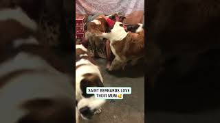 Saint Bernards love their Mum 🥰 🎥 ViralHogKate Vardy [upl. by Einberger72]