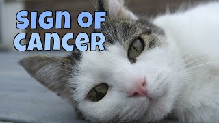 Warning Signs of Lung Cancer in Cats [upl. by Magas325]