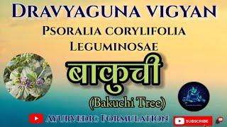 Dravyaguna vigyanBakuchi treeबाकुचीPsoralia corylifoliaद्रव्यगुण विज्ञानBAMS 2nd year [upl. by Delle520]