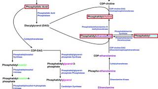 Lipid Biosynthesis  Phospholipid Synthesis 2 Cholines Serines amp Ethanolamines [upl. by Idissak]