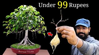 How to make a Bonsai Tree at home  Ficus Bonsai  बोन्साई कैसे बनाएं  Bonsai for beginners [upl. by Akkire709]