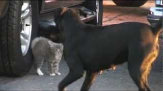 Dogs surround kitten mama comes to rescue [upl. by Nomsed795]