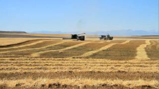 Harvesting Wheat with DeBruycker Charolais Top Charolais cattle amp bull breeders [upl. by Xaviera]