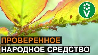 ТЛЯ Забудьте о ее существовании [upl. by Akihsay]