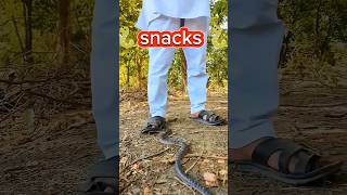 Snack lovenature animals short snacks explore wildlife trending youtubeshorts 2024 trave [upl. by Corotto]